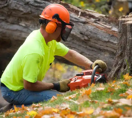 tree services Village of Clarkston